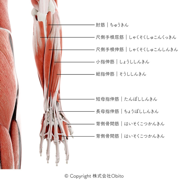 腕部位 _ 上腕骨 図解 – GWCA