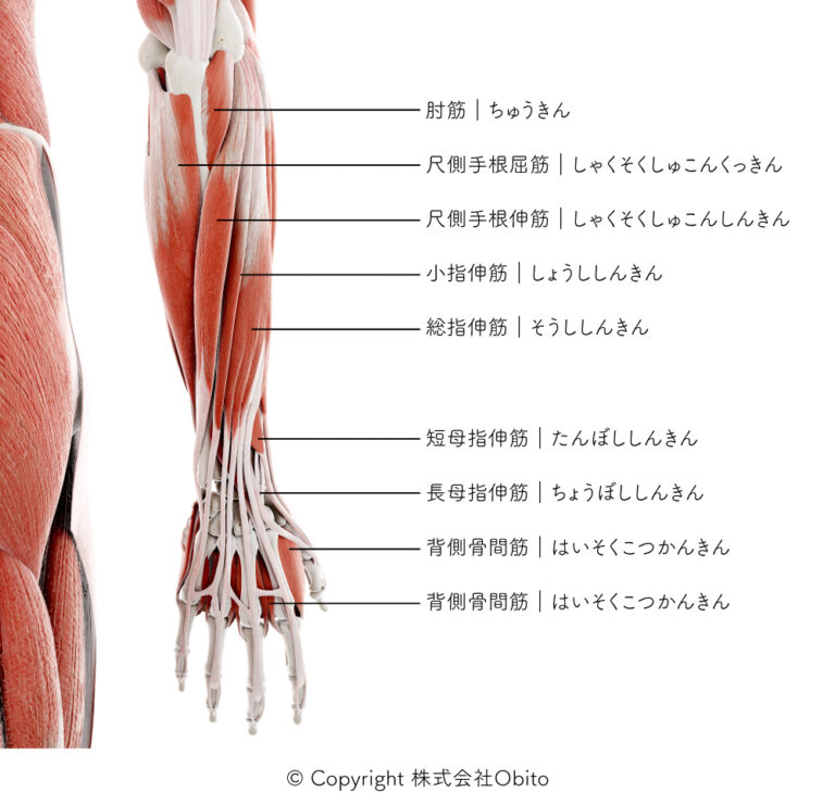 【筋肉名シリーズ③】肩~腕~手の筋肉名称を知る