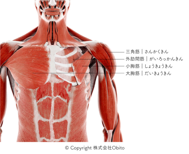 赤筋肉と白筋肉の違い KUMIHO リアル筋肉ボディスーツ 肌色 赤い